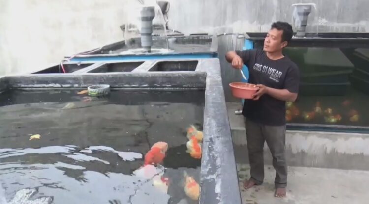Musim Pancaroba, Petani Ikan Maskoki Di Tulungagung Kewalahan Penuhi Pesanan