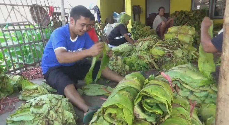 Harga Tembakau Melambung, Petani Di Tulungagung Untung