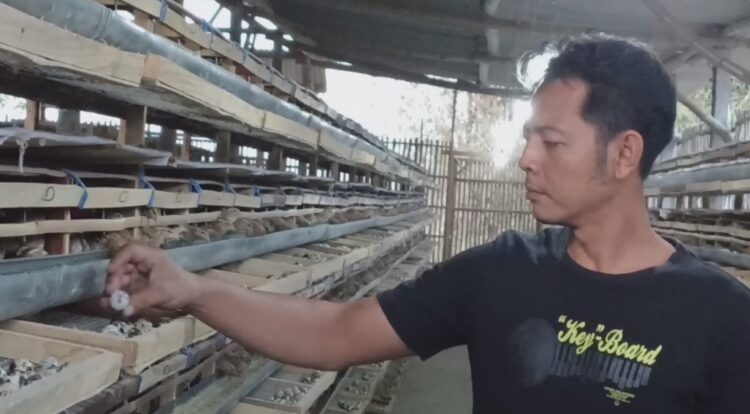 Inspiratif, Ternak Puyuh Warga Blitar Raup Untung Puluhan Juta Per Bulan