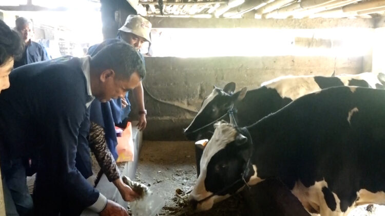 Biokonversi Limbah Nanas Silase Daun Nanas Menjadi Pakan Ternak Desa Ngancar Kab. Kediri