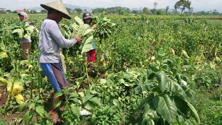 Harga Naik, Petani Tembakau di Tulungagung Full Senyum