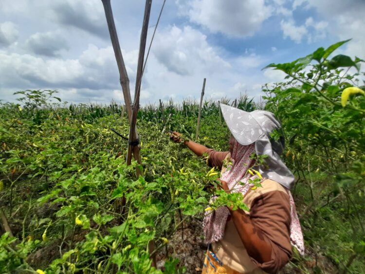 Harga Cabai Tembus Rp. 65 ribu, Petani Tulungagung Sumringah