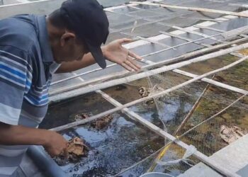 Cuaca Panas dan Suhu Tinggi, Mengganggu Proses Breeding Ikan Cupang Di Kota Kediri