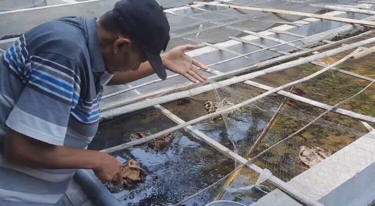 Cuaca Panas dan Suhu Tinggi, Mengganggu Proses Breeding Ikan Cupang Di Kota Kediri