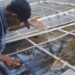 Cuaca Panas dan Suhu Tinggi, Mengganggu Proses Breeding Ikan Cupang Di Kota Kediri