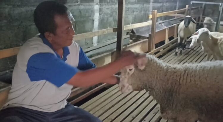 Bangkrut Usaha Penggemukan Sapi, Seorang Warga Di Blitar Sukses Ternak Domba