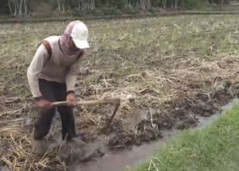 Pemerintah Kurangi Pupuk Subsidi Hingga 67 Persen