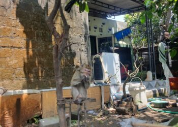 Disnakeswan Tulungagung: Monyet Ekor Panjang Gigit Anak-Anak di Sumbergempol Bebas Rabies