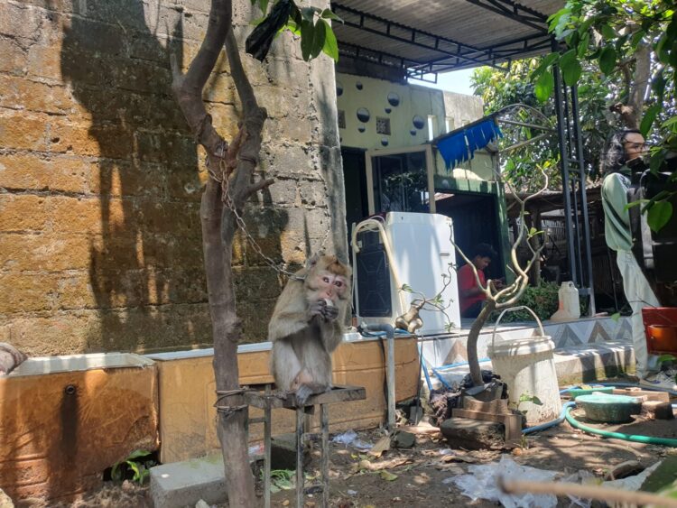 Disnakeswan Tulungagung: Monyet Ekor Panjang Gigit Anak-Anak di Sumbergempol Bebas Rabies