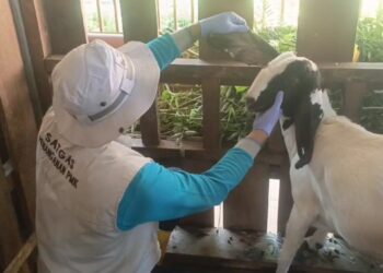 DKPP Kota Kediri Kembangkan Kambing Peranakan Etawa Untuk Bantu Tekan Stunting