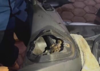 Perempuan Di Trenggalek Panik Saat Motornya Dimasuki Ular Piton