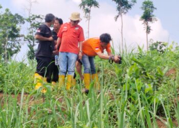 Cium Bau Busuk di Kebun Tebu, Petani Tulungagung Justru Temukan Mayat Pria Tanpa Identitas