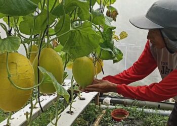 Petani Milenial Blitar Adopsi Sistem Greenhouse Raup Untung Besar