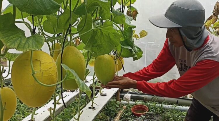 Petani Milenial Blitar Adopsi Sistem Greenhouse Raup Untung Besar