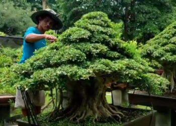 Budidaya Tanaman Bonsai Yang Harganya Ratusan Juta Rupiah