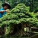 Budidaya Tanaman Bonsai Yang Harganya Ratusan Juta Rupiah