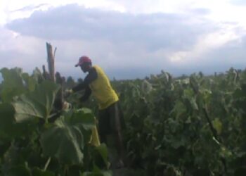 Harga Melon Anjlok Petani Mengeluh