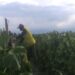 Harga Melon Anjlok Petani Mengeluh