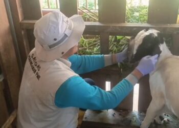 Curah Hujan Tinggi Membuat Hewan Ternak Mengalami Sakit (Foto: Beny Kurniawan)