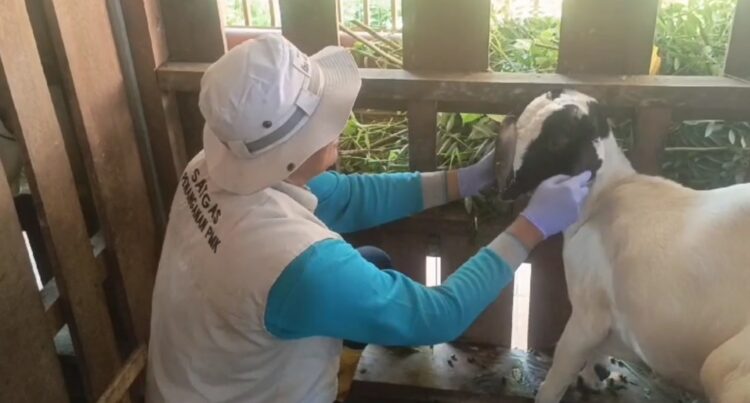 Curah Hujan Tinggi Membuat Hewan Ternak Mengalami Sakit (Foto: Beny Kurniawan)