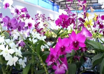 Menjelang Lebaran, Tanaman Hias Mulai Diburu Warga