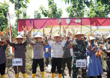 Dukung Ketahanan Pangan Nasional, Pj. Bupati Handoko Panen Raya Jagung bersama Jajaran Kodam V/Brawijaya