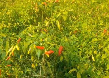 Tak Mau Gunakan Buruh Panen, Siasat Petani Cabe Di Kediri Panen Agar Tidak Merugi