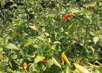 Petani Cabai Panen Disaat Harga Sedang Turun