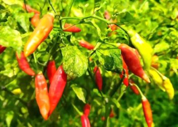 Panen Raya Petani Cabai Rawit Di Kediri Justru Merugi