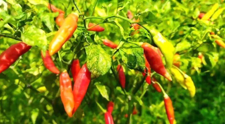 Panen Raya Petani Cabai Rawit Di Kediri Justru Merugi