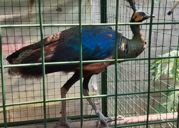 Penemuan Burung Merak di Kediri, Evakuasi Berlangsung Dramatis