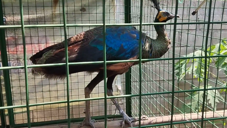 Penemuan Burung Merak di Kediri, Evakuasi Berlangsung Dramatis