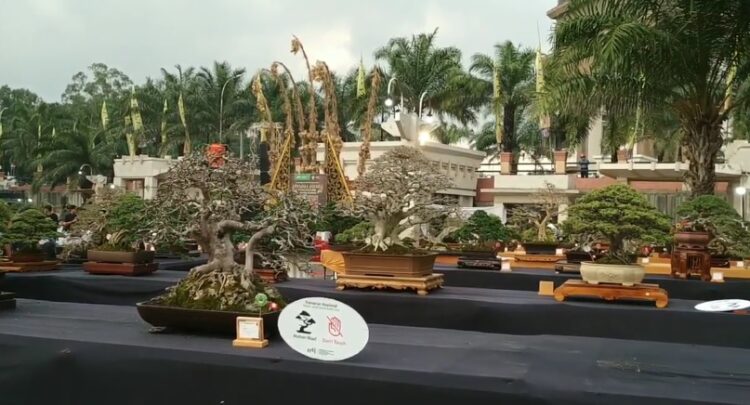 Ratusan Bonsai Meriahkan Kontes Bonsai Nasional Kediri