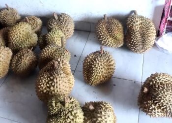 Durian Khas Kediri Diburu Pembeli