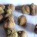 Durian Khas Kediri Diburu Pembeli