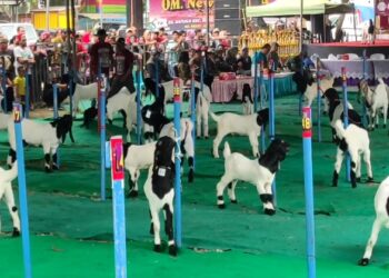 Jelang Idul Adha, Ratusan Ekor Kambing Ikuti Kontes di Kediri
