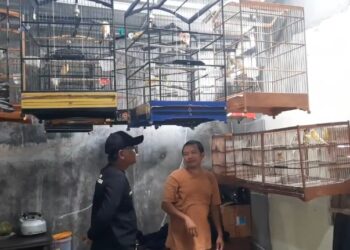 Mantan Buruh Percetakan Sukses Budidaya Burung Kenari Raup Omzet Belasan Juta