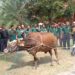 Pelatihan Penyembelihan Hewan Qurban Sesuai Syariat Islam di Kota Kediri
