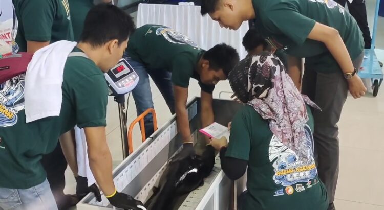 Lele Raksasa Ramaikan Kontes Ageng-Agengan Lele Di Kabupaten Kediri
