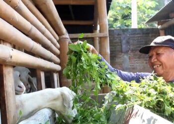 Menabung 10 Ribu Selama 38 Tahun, Peternak Kambing di Kediri Dapat Naik Haji