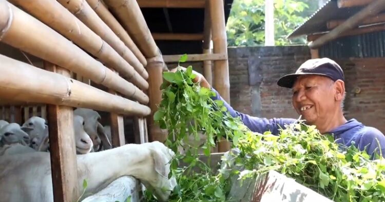 Menabung 10 Ribu Selama 38 Tahun, Peternak Kambing di Kediri Dapat Naik Haji
