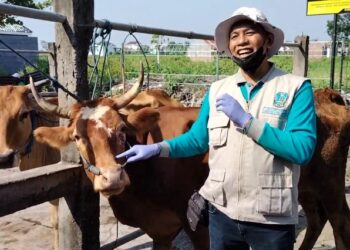 Antisipasi Penyakit Menular Pada Hewan Qurban, DKPP Kota Kediri Cek Pasar Hewan