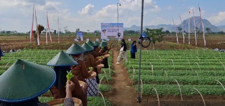Cukai Naik, Permintaan Tembakau Oleh Pabrik Semakin Menurun, Apti Minta Kebijakan Pemerintah, Berpihak Pada Petani Tembakau