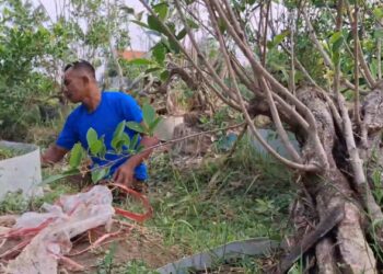 Budidaya Bonsai, Hobi Yang Mendatangkan Keuntungan Menjanjikan di Tulungagung 