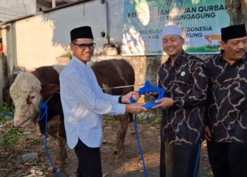 PJ Bupati Tulungagung Serahkan Sapi Kurban 6,5 Kwintal ke MUI