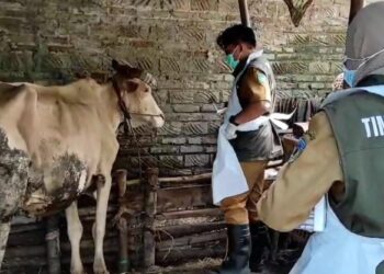 Puluhan Ekor Sapi Mati Mendadak di Kediri, Dinas Lakukan Rapid Test Terhadap Hewan Ternak