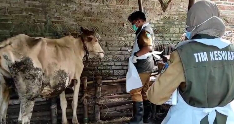 Puluhan Ekor Sapi Mati Mendadak di Kediri, Dinas Lakukan Rapid Test Terhadap Hewan Ternak