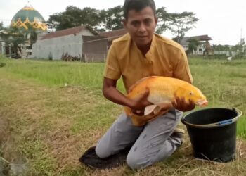Budidaya Koi Babinsa Kodim Blitar Raup Untung Ratusan Juta