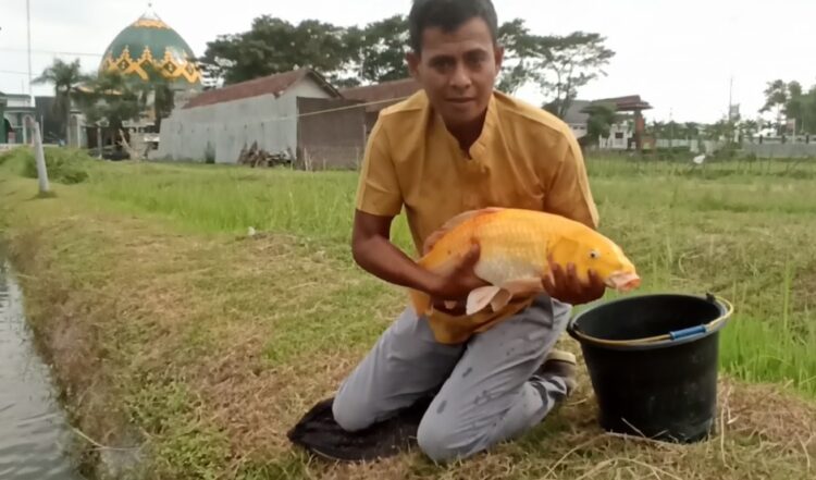 Budidaya Koi Babinsa Kodim Blitar Raup Untung Ratusan Juta