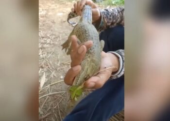 Pemancing Ikan Temukan Anak Buaya Di Sungai Ngasinan Trenggalek